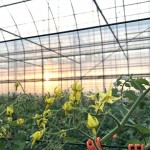 日頭剛剛升起，迎來一批初綻的鮮黃色番茄花，農民從日落忙到入夜，一再彎下腰又直起身，值得感恩與掌聲！