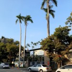 日治時留下的浪漫－大王椰子樹，碩大的葉片及葉鞘掉落的風險，是校園外安全的一大隱憂，換植路樹後，可讓學童及鄰里更悠閒地漫步於街道。