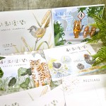 新業為此活動設計四款明信片，介紹石虎、灰頭鷦鶯、紅冠水雞及台灣水龍，皆是筏子溪的明星動植物呦！