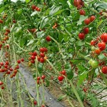 每年的12月初到4月正值番茄產季，從產地新鮮直送、躍上你我的餐桌，是農民辛勤栽培的作物，也是人們津津樂道的養生好物。