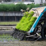 水稻插秧機是將水稻秧苗定植在水田中，可提高插秧的工效和栽插質量，讓秧苗間有完美的間距。