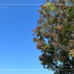 台灣欒樹為台灣特有種，大約秋季10月開花，蒴果苞片先是粉紅色，變成紅褐色，成熟時為褐色，與綠色的樹葉搭配，在藍天照映下，為樹梢上增添不同的色彩。