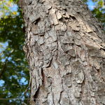 樹幹上樹皮呈鱗片狀剝落，一片片就像保護殼保護著，待脫落後重獲新生。