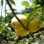 樹梢上的果實纍纍，一顆顆象徵美好的豐碩成果，為夏日帶來盛事慶典。