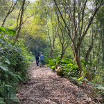 至苗栗縣銅鑼鄉的山區，穿梭在樹林裡，只為找尋適合的樹種，在一棵樹身上看見對堅持的講究。
