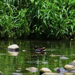 看似寧靜的筏子溪，也有著豐富的生態圈。當天『紅冠水雞』也悄悄地露了臉，自在地在溪中划著水。