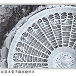 珪藻土在電子顯微鏡下所顯示之樣貌
