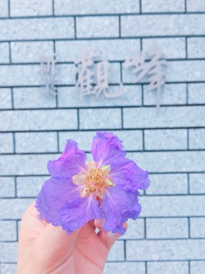 筏子溪大花紫薇