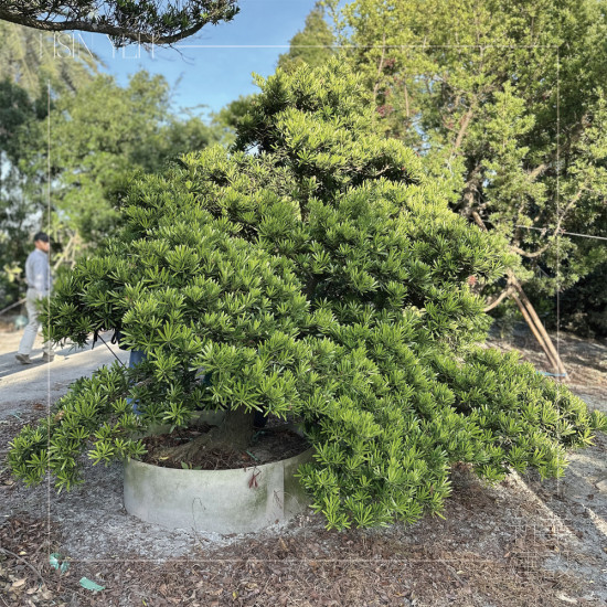 作為入口意象的『羅漢松』，四季常青、沉穩長成，象徵幸福安康與傳承，枝幹柔韌、抗風性強，可謂是造景設計的首選。