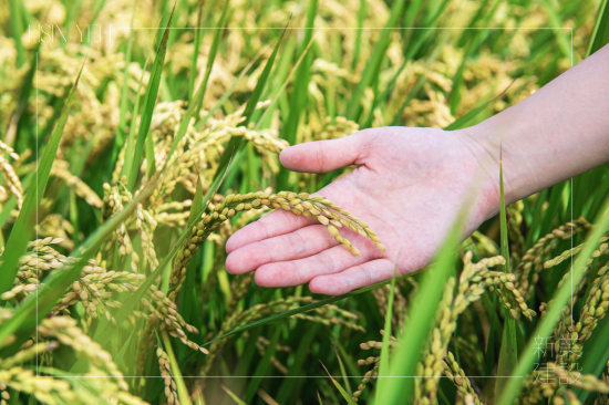 契作認養15載，霧峰小農對於自然農法無農藥、無化肥的堅持，新業守護這份對土地的溫柔心意，讓善與美在這片大地持續傳遞。