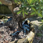 測量間距，錯落規劃樹種位置，為景觀增添視覺層次，呈現建築與自然交織的四季框景。