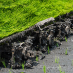 每一株都是農民們辛苦的付出，散發著土壤、秧苗、陽光交織的香味。