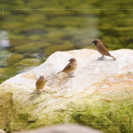 石堆、生態池、植物群形成小型生態圈，築起吸引鳥兒、昆蟲與自然共生的棲地，延續生態建築的盎然綠意。