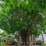 聳立在臺中文學公園的大榕樹，已有80年的歷史，樹高逾18公尺，是全市最高、最美的老榕樹，如今是文學館園區的重要地標，靜靜見證著文學與自然共融的時光。