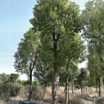 『樟樹』是常見的百年老樹，抗害力強、樹形挺拔優美，是人行道與社區綠蔭中，象徵穩定與長久的歲月風景。