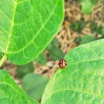 尚在苗葉階段的紅豆，卻提早長出了一粒「紅豆」，定睛一看，原來是體色鮮艷的「紅娘」瓢蟲，相當討喜！