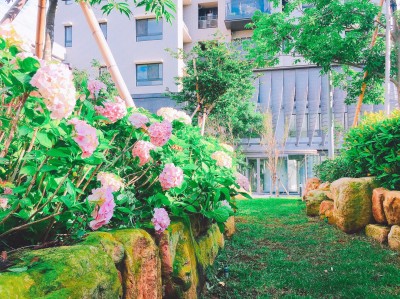 「新業觀峰」繡球花季浪漫登場